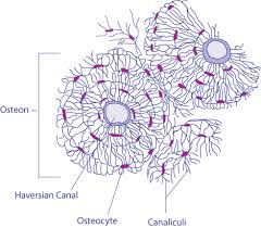 Cross section human cartilage bone under microscope view for human histological physiology. Medical School Studying Science Nerd Human Anatomy And Physiology