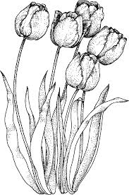 Realistic Tulip Coloring Sheet Flower Drawing Coloring Pages Flower Coloring Pages