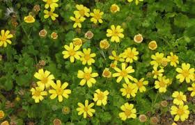 Image result for Cineraria