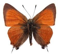 Image result for Rutidea fuscescens