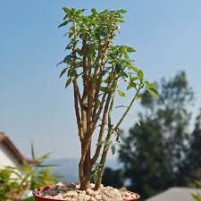 Image result for Dorstenia