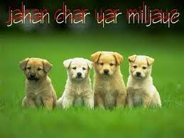 Free Desktop Background Wallpapers Desktop Wallpapers Free Puppies Wallpapers For Desktop Pets Wallpapers Puppies Puppy Training Dogs And Puppies