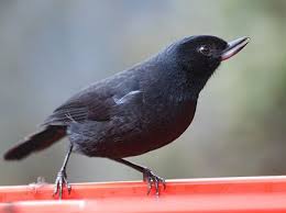 Birds Of Prey Wikipedia Indonesia Flowerpiercer Wikipedia I 2020