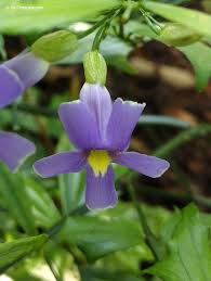 Image result for Thunbergia kirkiana