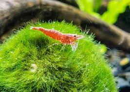 The marimo moss ball is a fantastic companion for betta fish and they're super easy to a marimo moss ball is a filamentous green algae that's naturally found in ghost shrimp and aquarium snails, other common betta tank mates, are also big. Marimo Moss Ball Care Guide The World S Easiest Aquarium Plant Aquarium Co Op