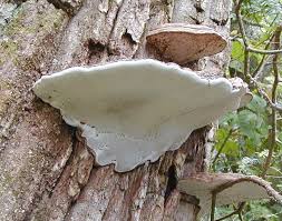 Image result for Ganoderma applanatum