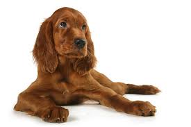 The search tool above returns a list of breeders located nearest to the zip or postal code you enter. Irish Setter Dog Breed Information