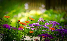 We have 45+ background pictures for you! Hd Ultra 4k Images For Computer Cool Hd Wallpapers Nature 1920x1080 Wallpaper Teahub Io
