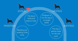 What To Do When Your Dog Is In Heat 4 Stages Of The Dog Heat Cycle