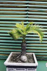 Bonsai Coconut Palm Tree For Home Decoration Stock Image Image Of Coconut Interior 208195047