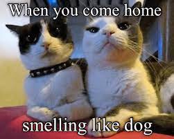 Equal To A Husband Coming Home With Lipstick On His Collar Funny Cat Memes Cat Memes Funny Animal Memes