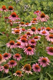 Ruby Star Purple Coneflower Echinacea Located On North Side Outside Picture Window Sun Perennials Echinacea Flowers Perennials