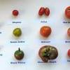 Feeding cannabis plants requires a working knowledge of npk macronutrients and how to dose correctly. 1
