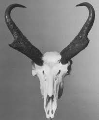 Horn Shapes Zhivotnye Skelet