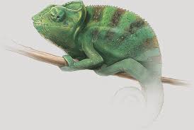 Chameleon Colors Reflect Their Emotions