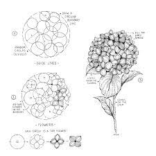 Alice On Instagram Hydrangea I Love Hydrangeas Maybe You Know That And Here Is How You Can Flower Drawing Tutorials Flower Drawing Floral Drawing