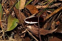 Image result for Mohria marginalis