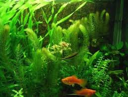 Mixed Aquarium Grass 30 Seeds Aquatic Plant Seeds Aquarium Grass Aquatic Plants