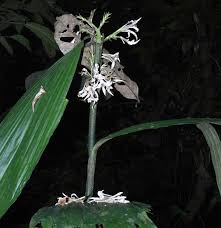 Image result for Corymborkis corymbis