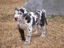 For the best experience, we recommend you upgrade to the latest version of chrome or safari. Great Dane Puppies For Sale In Va L2sanpiero