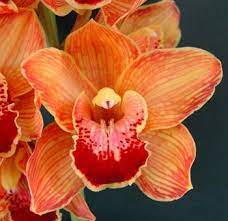 Pin On Flowers