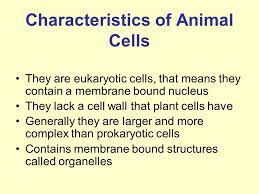 We did not find results for: Introduction To Animal Cells Ppt Video Online Download