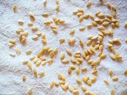 Zimiya june 18, 2019 gardening leave a comment when gardeners are germinating seeds paper towel, they usually do so in soil or other similar growing substrates. Germinate Seeds Quickly With Coffee Filters Or Paper Towels Garden Betty