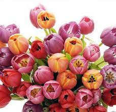 Tulip Flowers Tulips Flowers Wholesale Flowers Buying Wholesale Flowers