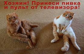Приколы с вислоухими котами и кошками | МУРКОТИКИ