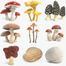 Mushroom 3d Model Collection With Pbr Textures Turbosquid Stuffed Mushrooms Amanita Design Mushroom Drawing