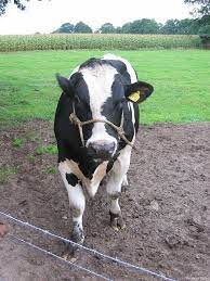 Holstein (raza bovina) - Wikipedia, la enciclopedia libre