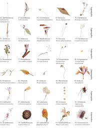 Image result for Behniaceae