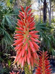 Image result for Aloe arborescens