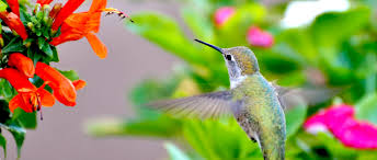 In a pinch, hummingbirds will visit just about any flower that provides a little nectar, including verbena, butterfly bush, lavender, larkspur, foxglove, hollyhock, petunias, impatiens, red hot poker, cleomes, and more. A Colorful Shift That Attracts Hummingbirds To Bees Flowers The Wildlife Society