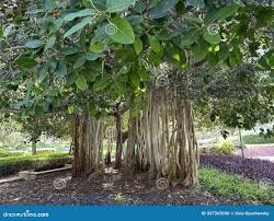 Image result for Ficus chirindensis
