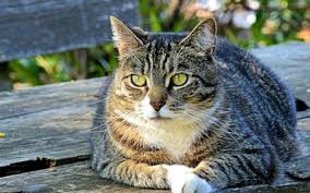 I had lost an elderly cat to diabetes just three years before but i did not recognize the symptoms.i think my vet learned a lesson, and it might be worth mentioning on your site that people should never assume their cat's spraying is behavioral until. Diabetic Remission In Cats Vca Animal Hospital