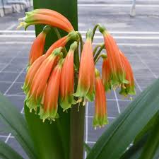 Image result for Clutia robusta