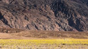 We assure all those affected as well as several also went missing after six houses collapsed in the same state, following hours of torrential rain. A Desert S Once In A Decade Super Bloom Bbc Travel