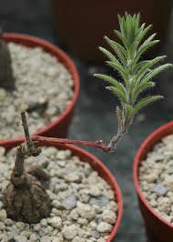 Image result for Ipomoea linosepala