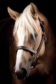 Der name dieser website orientiert sich am motto immer der nase nach. Haflinger Pferde Schone Pferde Pferdeliebe