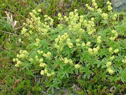 Alchemilla Alpina Alpine Lady S Mantle World Of Flowering Plants