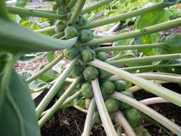 Maybe you would like to learn more about one of these? How To Grow Brussel Sprouts That Bloomin Garden