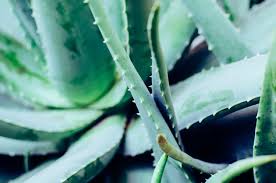 Du suchst echte biologische aloe vera? Warum Aloe Vera Das Must Have Fur Deine Haut Ist