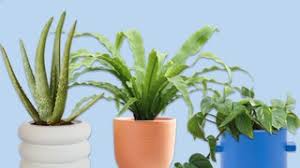 9 japanese plants for a zen garden. Jwoqqjc 2x3nam