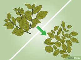 Cara merangsang wanita dengan menafaatkan titik geli / syaraf pembangkit gairah sehingga ia minta hubungan lagi. Cara Membuat Inai Henna Dengan Gambar Wikihow