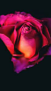 Here you can find the best red 4k wallpapers uploaded by our community. Rose Flower Dark Background 4k Ultra Hd Mobile Wallpaper Rose Wallpaper Wallpaper Iphone Roses Rose Flower Wallpaper