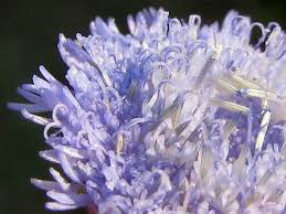 Image result for Crassocephalum rubens