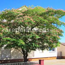 Image result for Albizia