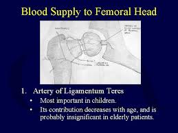 Click on the first link on a line below to go directly to a page where ligamentum falciforme is defined. Ligamentum Teres