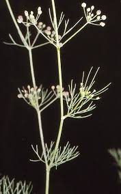 Image result for Apium leptophyllum